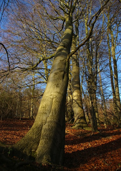 Leaning beech standard © Mike Waite