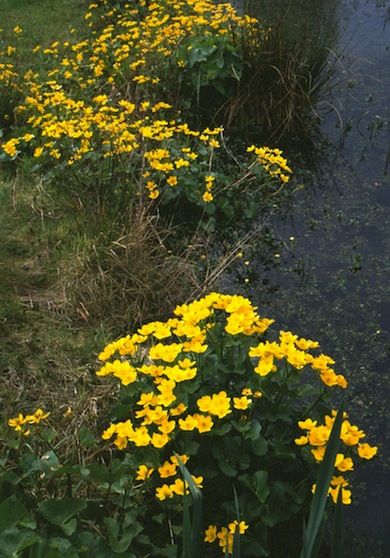 Marsh-marigold © Mike Waite