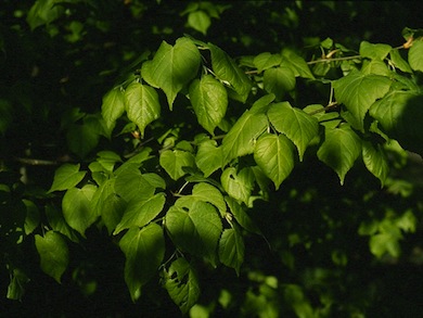 Small-leaved lime © Mike Waite