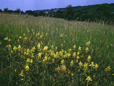 Greater yellow-rattle in flower at Farthing Downs © Mike Waite