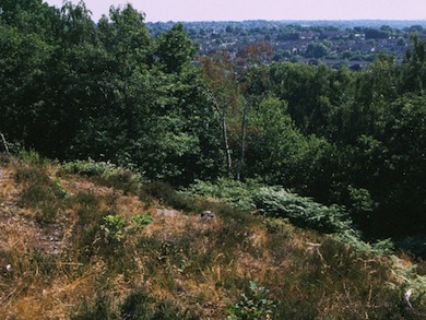View west from Croham Hurst © Mike Waite