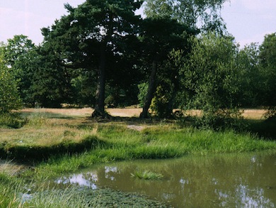 View across the pond at Hadley Green © Jan Hewlett