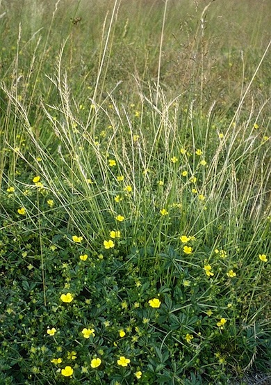 Tormentil and Mat-grass, Hadley Green © Jan Hewlett