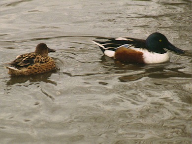 A pair of shovelers © Mike Waite