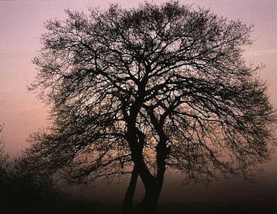 Oak tree at Barn Hill in winter © Leslie Williams