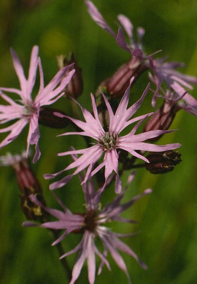 Ragged-robin © Mike Waite