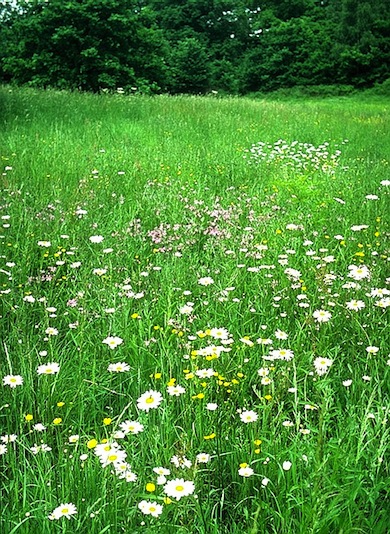 Wildflower meadows at Arrandene Open Space © Jan Hewlett