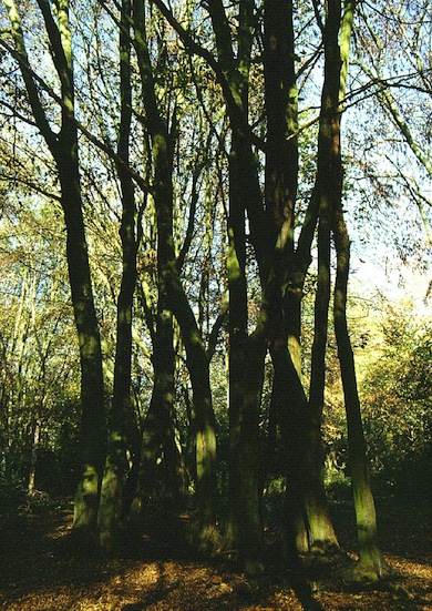 Coppiced hornbeam at Bentley Priory © Mike Waite