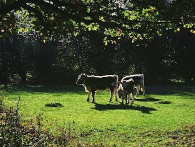 Longhorn cattle grazing at Bentley Priory © Peter Wakely/English Nature