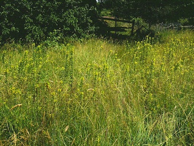 Yellow bartsia in flower at Pippenhall Meadows © Mike Waite