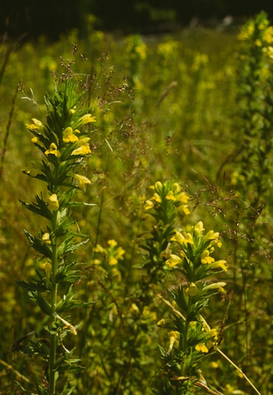 Yellow bartsia © Mike Waite