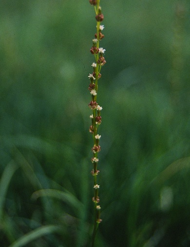 Marsh arrow-grass © Mike Waite