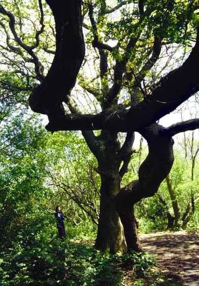 Twisted oak tree at Horsenden Hill © James Farrell