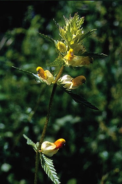 Greater yellow-rattle © Mike Waite