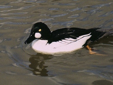Male goldeneye © Mike Waite