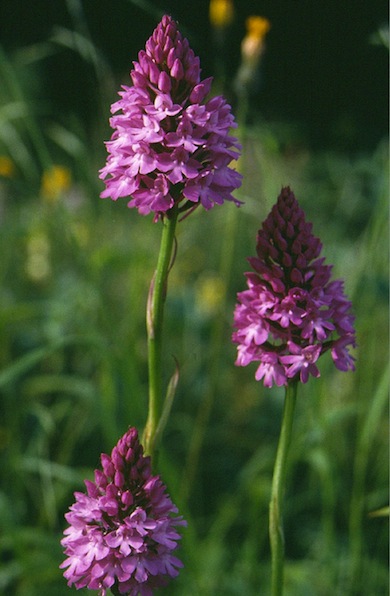 Pyramidal orchids © Mike Waite