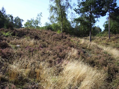 Restored heathland at Addington Hills © Andrew Williams