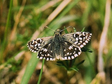 Grizzled skipper butterfly © Mike Waite