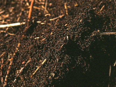 Wood-ants swarming in Pear Wood © Mike Waite