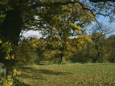 View across Hampstead Heath © Ian Yarham