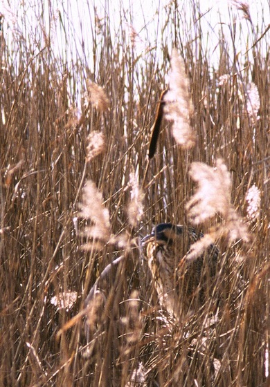 Bittern in a reedbed © Mike Waite