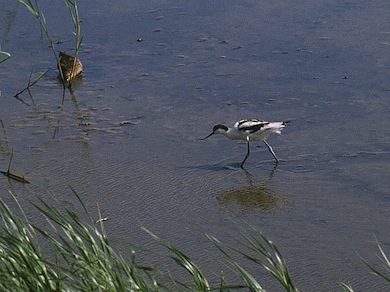 Avocet © Mike Waite