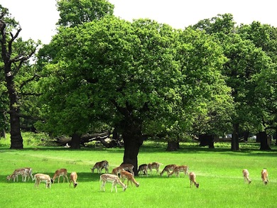 Fallow deer grazing in Richmond Park © Nigel Reeve/Royal Parks Agency