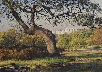 View towards Roehampton with an ancient oak © Peter Wakely/English Nature