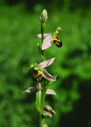 Bee orchid © Mike Waite