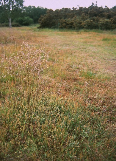 Acid grassland at Barnes Common © Mike Waite