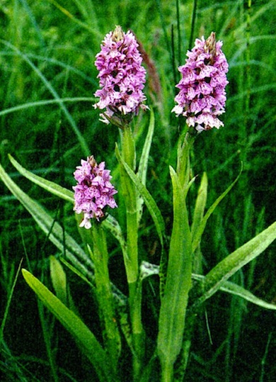 Hybrid marsh-orchids © Mike Waite