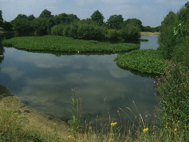 View across Seven Island Pond at Mitcham Common © Ian Yarham