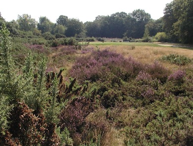 Restored heathland at Mitcham Common © Paul Moorhouse