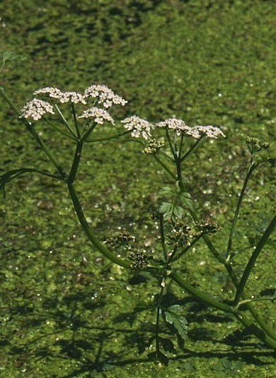 River water-dropwort © Mike Waite
