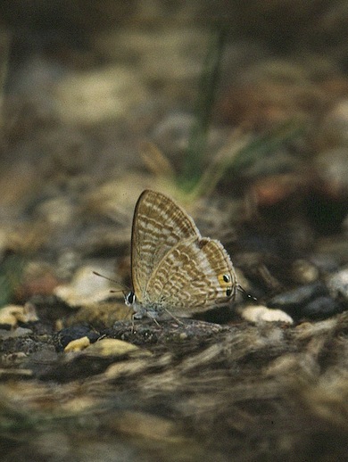 Long-tailed blue butterfly © John Archer