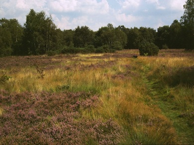 View across the heathland at Wimbledon Common © Mike Waite