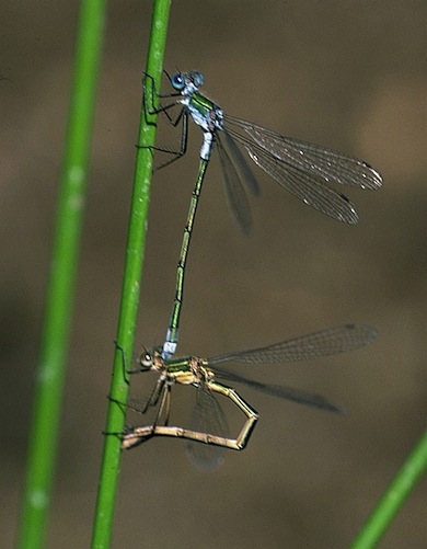 Emerald damselflies mating © Stephen Frank