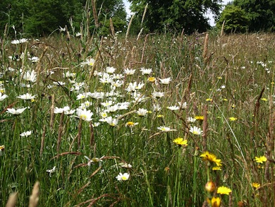 The created wildflower meadow at Hyde Park © Jan Hewlett