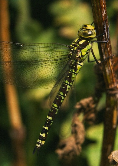 Southern hawker dragonfly, female © Mike Waite