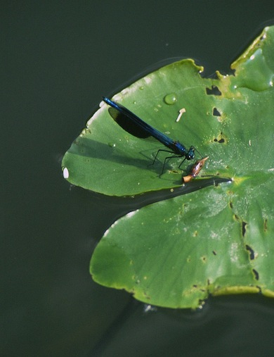 Banded demoiselle damselfly, male © Mike Waite