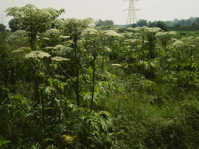 Giant hogweed at Barnes Cray Pastures © Mike Waite