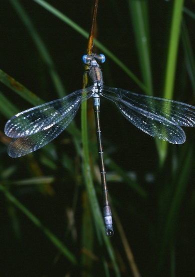 Scarce emerald damselfly, male © Mike Waite