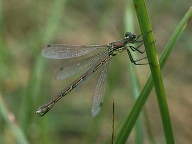 Scarce emerald damselfly, female © Mike Waite