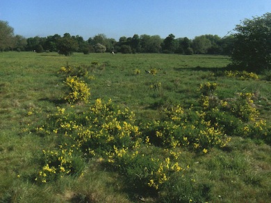 Gorse in flower at Wanstead Flats © Ian Yarham