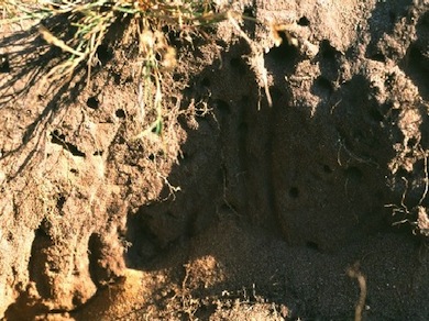 Nest-holes of burrowing bees and wasps © Mike Waite