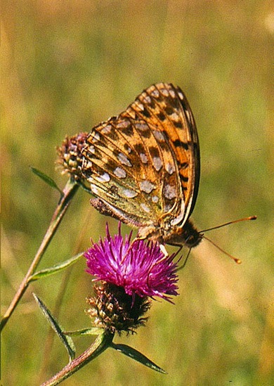 Dark green fritillary © Mike Waite