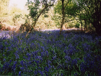 Bluebells in Jewels Wood © Andrew Williams