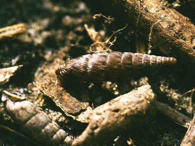 Two-lipped door-snail © John Archer