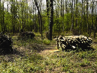 Coppiced clearing in Jubilee Wood LNR © Mike Waite