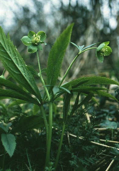 Green hellebore © Mike Waite